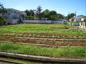 urban-farms-cuba